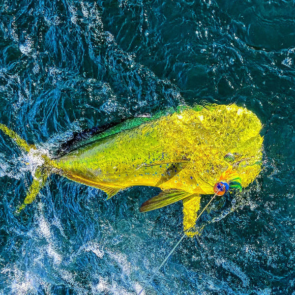 Mastering the Art of Offshore Trolling: Expert Tips for Targeting Pelagic Giants with a 6 Rod Spread